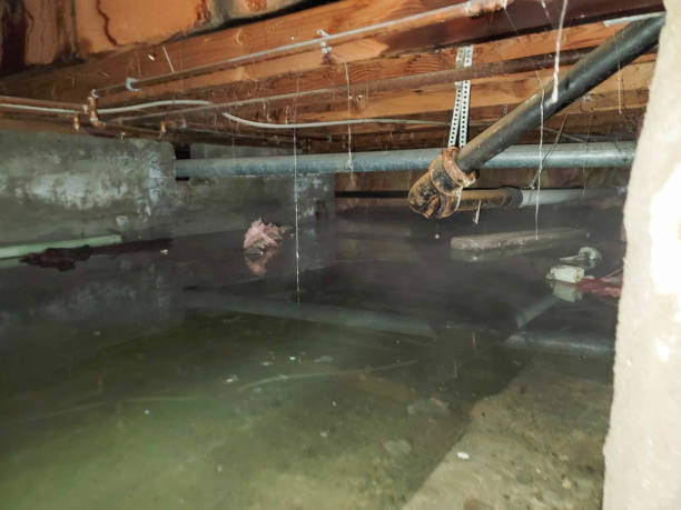 Best Flood restoration services  in Fort Valley, AZ